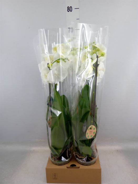 <h4>Phalaenopsis   ...</h4>