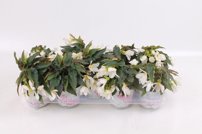 <h4>Begoniabeauvilia white</h4>