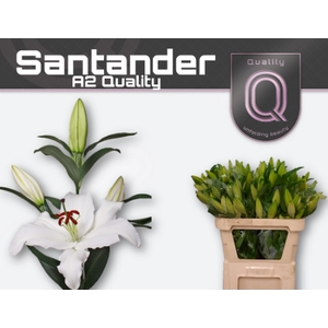 LI OR SANTANDER A2 A2 emmer 3+