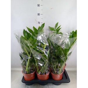 Zamioculcas zamiifolia 'Pixie'