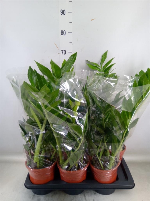 <h4>Zamioculcas zamiifolia 'Pixie'</h4>