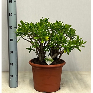 CRASS OVATA