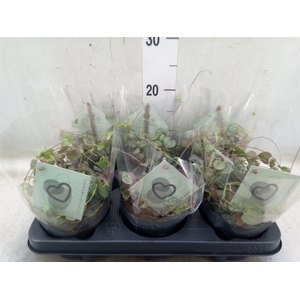 Ceropegia woodii ssp. woodii