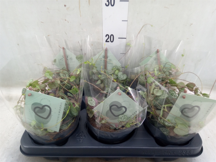 <h4>Ceropegia woodii ssp. woodii</h4>