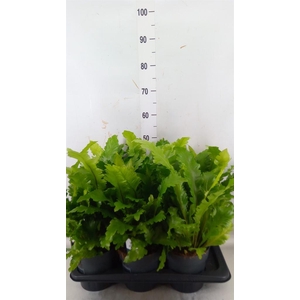 Asplenium nidus 'Campio'