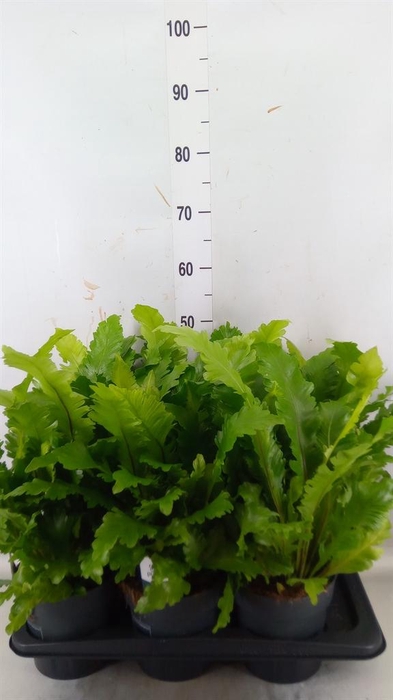 <h4>Asplenium nidus 'Campio'</h4>