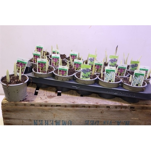 arr8 Iris Ret Gem 3 Kl