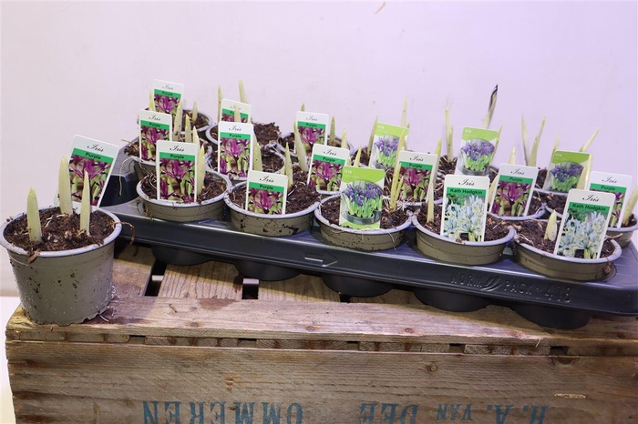 <h4>Iris Ret Gem 3 Kl</h4>