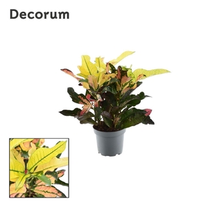 Codiaeum Wilma