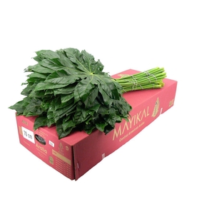 Aralia 70