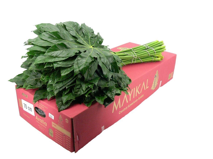 <h4>Aralia 70</h4>