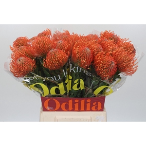 Nutans Ayoba Mandarin Zest