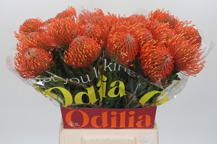 <h4>Nutans Ayoba Mandarin Zest</h4>