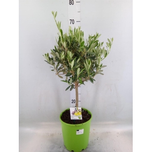 Olea europaea