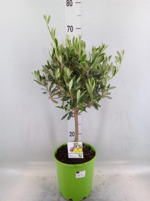 <h4>Olea europaea</h4>