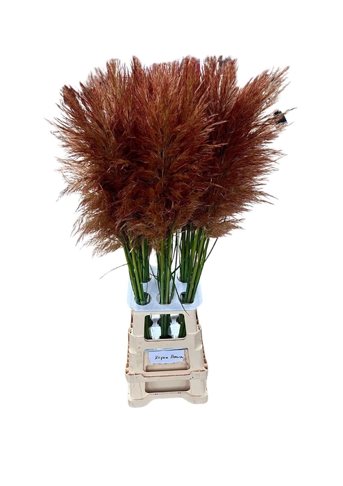 <h4>CORTA SELLOAN COPPER BROWN</h4>