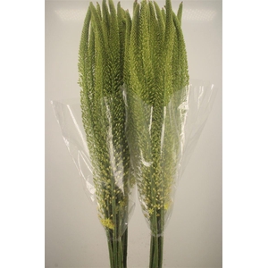 Eremurus Yellow Moneymaker