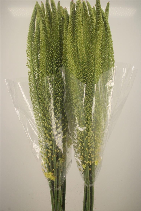 <h4>Eremurus Yellow Moneymaker</h4>