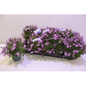 Camp Portenschlagian Pink