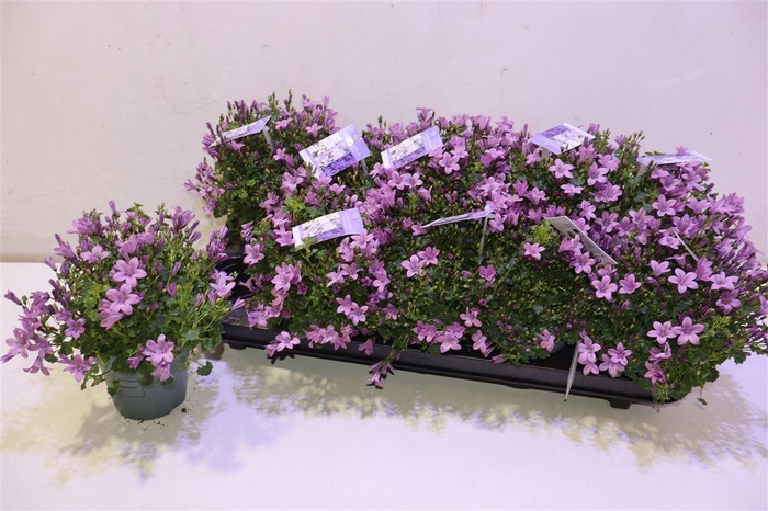 <h4>Camp Portenschlagian Pink</h4>