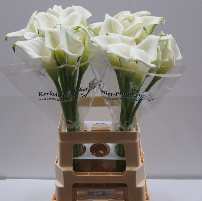 <h4>Calla Crystal Blush Kerkvliet</h4>