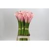 Zantedeschia Eydolls Pink