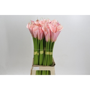 Zantedeschia Eydolls Pink
