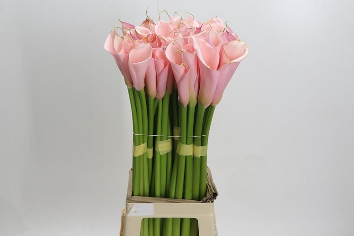 <h4>Zantedeschia Eydolls Pink</h4>