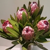 Protea Pink Ice