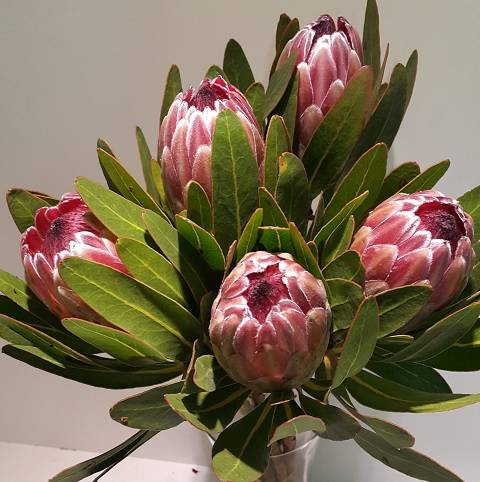Protea Pink Ice