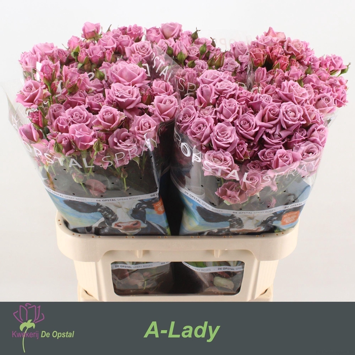 <h4>R TR A-LADY</h4>