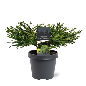 Cryptomeria japonica 'Little Champion'