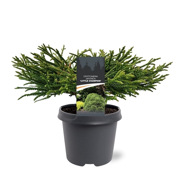 <h4>Cryptomeria japonica 'Little Champion'</h4>