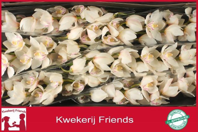 <h4>CYMB T STEFFI</h4>