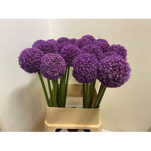 ALLIUM AMBASSADOR