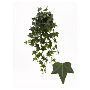 Hedera helix overig groen