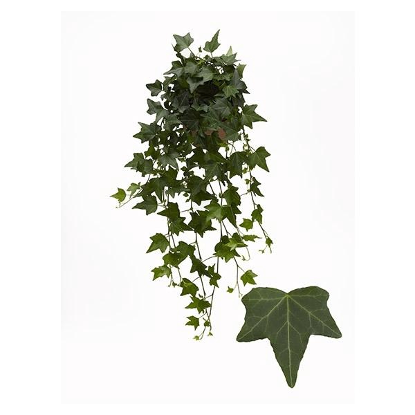 <h4>Hedera helix 'Elja'</h4>