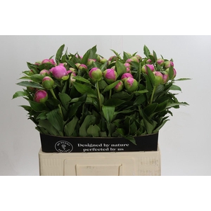 Paeonia Monsieur Jules Elie