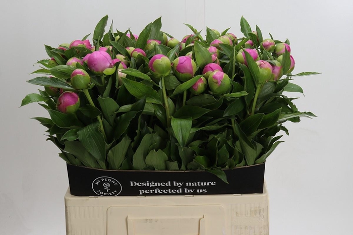 <h4>Paeonia Monsieur Jules Elie</h4>