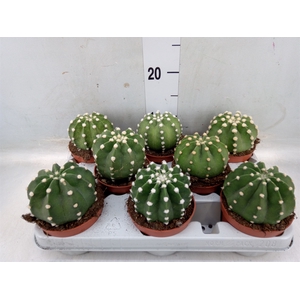 Echinopsis oxygona