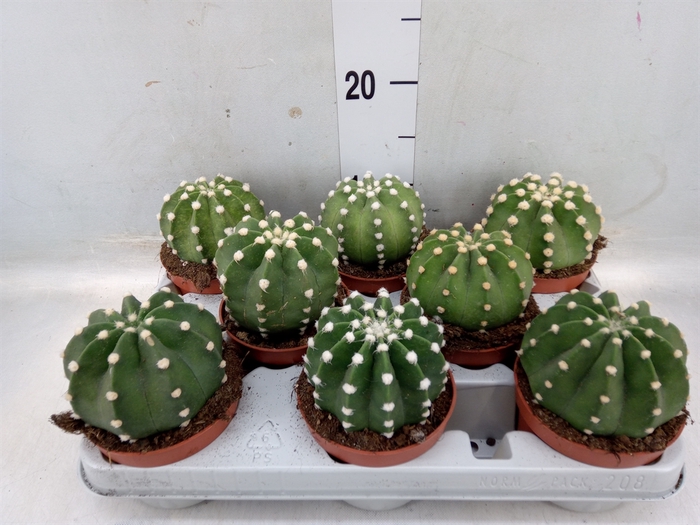 <h4>Echinopsis oxygona</h4>