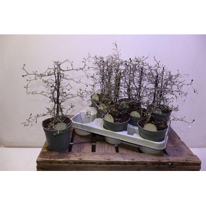 arr8 Corokia Cotoneaster