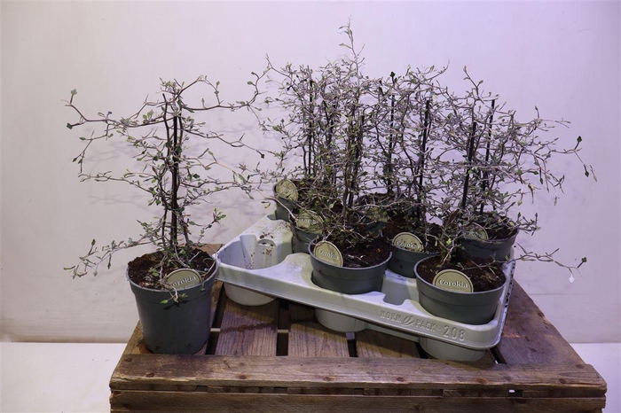 <h4>arr8 Corokia Cotoneaster</h4>
