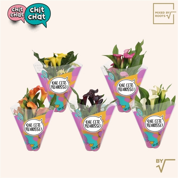 <h4>Chit Chat Zantedeschia 12cm Frans - Mixed by Roots</h4>