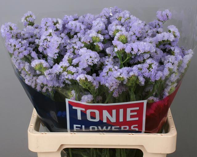 <h4>LIM S LUNA BLUE</h4>