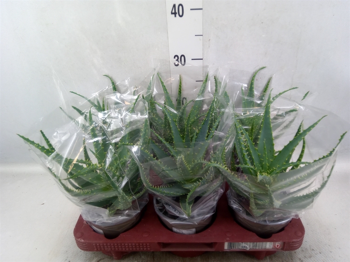 <h4>Aloe arborescens</h4>