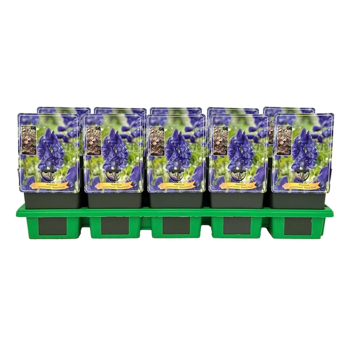 <h4>Aconitum carmichaelii</h4>