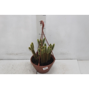 CACTUS RABO DE GATO C18