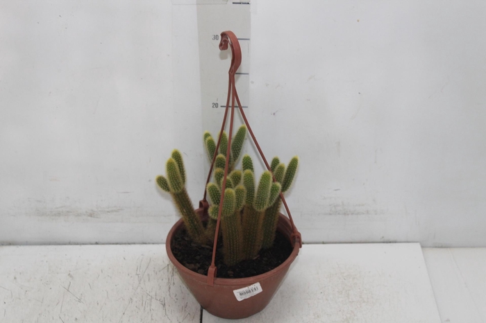 <h4>CACTUS RABO DE GATO C18</h4>