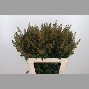 Spiraea Sal Pink Inn Sead